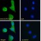 E2-EPF Antibody