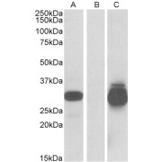 HEK293 lysate (10 µg protein in RIPA buffer) overexpressing Human PPPDE1 with C-terminal MYC tag probed with abx430695 (0.5 µg/ml) in Lane A and probed with anti-MYC Tag (1/5000) in lane C. Mock-transfected HEK293 probed with abx430695 (1mg/ml) in Lane B. Primary incubations were for 1 hour. Detected by chemiluminescence