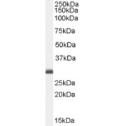 abx430702 (0.1 µg/ml) staining of Human Breast lysate (35 µg protein in RIPA buffer). Primary incubation was 1 hour. Detected by chemiluminescence.