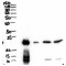 BPI Fold-Containing Family A Member 1 / PLUNC (BPIFA1) Antibody