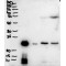 BPI Fold-Containing Family A Member 1 / PLUNC (BPIFA1) Antibody