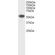 abx430714 staining (0.5 µg/ml) of Human Liver lysate (RIPA buffer, 30 µg total protein per lane). Primary incubated for 1 hour. Detected by chemiluminescence.