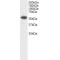 Dual Specificity Phosphatase 10 (DUSP10) Antibody