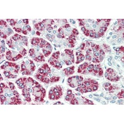 Eukaryotic Translation Elongation Factor 1 Epsilon 1 (EEF1E1) Antibody