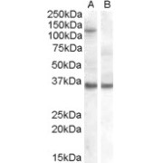 HEK293 overexpressing EIF2C1 and probed with abx430717 (non-transfected HEK293 in lane B).