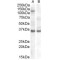 Eukaryotic Translation Initiation Factor 2C1 (EIF2C1) Antibody