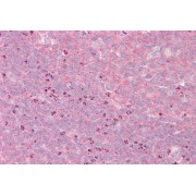 abx430720 (3.75 µg/ml) staining of paraffin embedded Human Tonsil. Steamed antigen retrieval with citrate buffer pH 6, AP-staining.