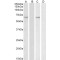 Heat Shock 70 kDa Protein 13 (HSPA13) Antibody