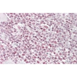 IKAROS Antibody