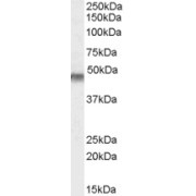 abx430725 (0.1 µg/ml) staining of Human Muscle lysate (35 µg protein in RIPA buffer). Primary incubation was 1 hour. Detected by chemiluminescence.