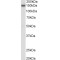 Nuclear Factor of Activated T-Cells 3 (NFATC3) Antibody