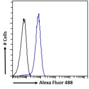 Flow cytometry analysis of MCF7 cells (blue) using IPL Antibody (10 µg/ml) with a secondary antibody conjugated to AF488 (1 µg/ml). Non-specific Goat IgG antibody with a secondary antibody conjugated to AF488 (black) was used as a negative control.