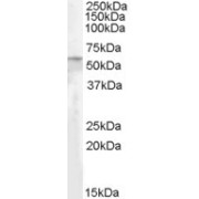 abx430734 (0.2 µg/ml) staining of Human Adipose lysate (35 µg protein in RIPA buffer). Primary incubation was 1 hour. Detected by chemiluminescence.