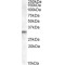 Prune Homolog 2 (PRUNE2) Antibody