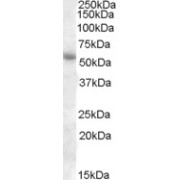 abx430741 (1 µg/ml) staining of Human Adipose lysate (35 µg protein in RIPA buffer). Primary incubation was 1 hour. Detected by chemiluminescence.