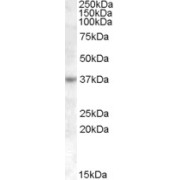 abx430747 (1 µg/ml) staining of Jurkat cell lysate (35 µg protein in RIPA buffer). Primary incubation was 1 hour. Detected by chemiluminescence.