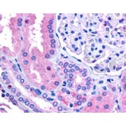 abx430748 (2.5 µg/ml staining of paraffin embedded human kidney. Steamed antigen retrieval with citrate buffer pH 6, AP-staining