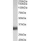 Pulmonary Surfactant-Associated Protein A1 (SFTPA1) Antibody