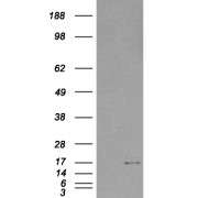 HEK293 overexpressing SH2D1A and probed with abx430754 (mock transfection in first lane).