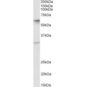 abx430756 (1 µg/ml) staining of Human Placenta lysate (35 µg protein in RIPA buffer). Primary incubation was 1 hour. Detected by chemiluminescence.