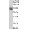 Sodium-Dependent Serotonin Transporter (SLC6A4) Antibody