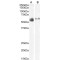 L-Type Amino Acid Transporter 1 (SLC7A7) Antibody