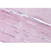 abx430762 (5 µg/ml staining of paraffin embedded Human Skeletal Muscle. Steamed antigen retrieval with citrate buffer pH 6, AP-staining.