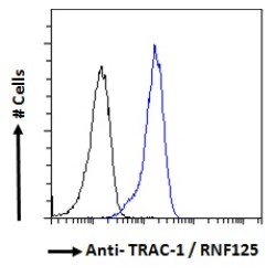 T-Cell RING Activation Protein 1 (TRAC-1) Antibody