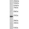 Thioredoxin Domain-Containing Protein 1 (TXNDC1) Antibody