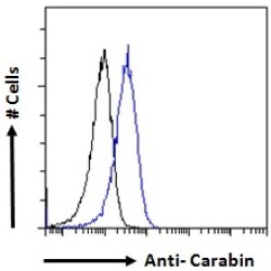 Carabin (TBC1D10C) Antibody