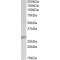 P27KIP1 Antibody