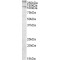 Talin 1 (TLN1) Antibody