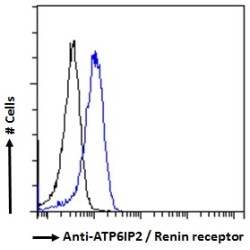 ATP6IP2 Antibody