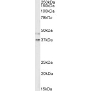 abx430791 (2 µg/ml) of Mouse Kidney lysate (RIPA buffer, 35 µg total protein per lane). Detected by chemiluminescence.