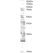 abx430792 staining (0.5 µg/ml) of human brain lysate (RIPA buffer, 30 µg total protein per lane). Primary incubated for 12 hour. Detected by western blot using chemiluminescence.