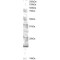 UEV2V2 Antibody