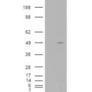 HEK293 overexpressing ILPIP and probed with abx430794 (mock transfection in first lane).