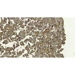 DC-SIGN Antibody