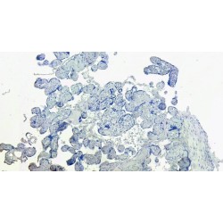 DC-SIGN Antibody