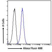 Flow cytometry analysis of THP1 cells (blue line),using DC-SIGN Antibody (10 ug/ml) followed by secondary antibody conjugated to Alexa Fluor 488 (1ug/ml). Non-specific Goat IgG (black line) was used as a negative control.