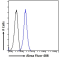 DC-SIGN Antibody