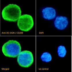 DC-SIGN Antibody