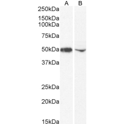 DC-SIGN Antibody