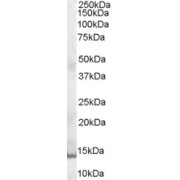 abx430802 (0.3 µg/ml) staining of A431 cell lysate (35 µg protein in RIPA buffer). Primary incubation was 1 hour. Detected by chemiluminescence.