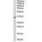 11-Beta-Hydroxysteroid Dehydrogenase Type 1 (HSD11B1) Antibody