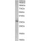 P27KIP1 Antibody