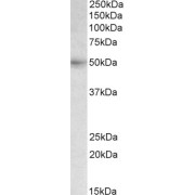 abx430817 (0.3 µg/ml) staining of Human Liver lysate (35 µg protein in RIPA buffer). Primary incubation was 1 hour. Detected by chemiluminescence.