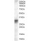 Four And A Half LIM Domains 1 (FHL1) Antibody