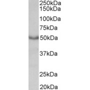 abx430825 (0.3 µg/ml) staining of Mouse Heart lysate (35 µg protein in RIPA buffer). Primary incubation was 1 hour. Detected by chemiluminescence.