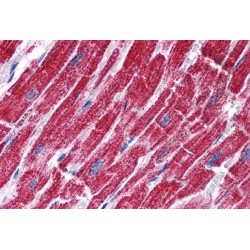 Fumarase Antibody